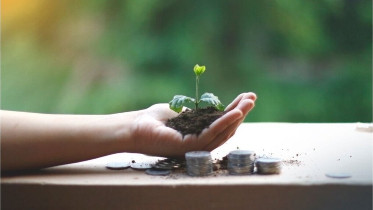 Interés compuesto: mano sosteniendo una planta que crece junto a monedas apiladas